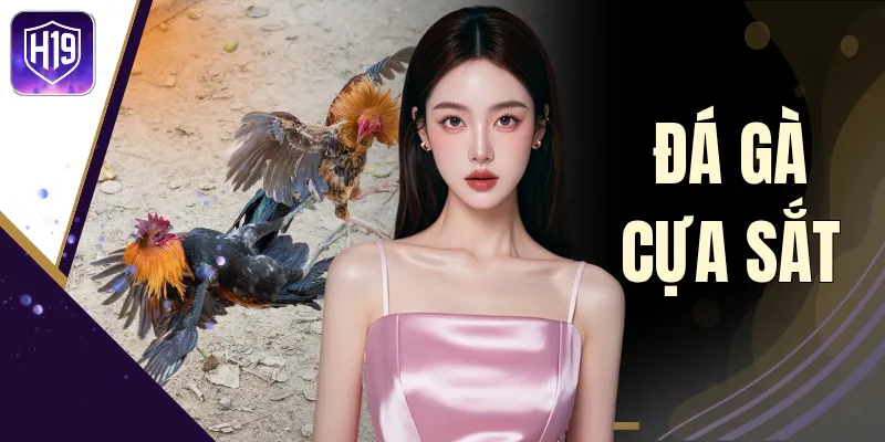 Đá Gà Cựa Sắt - Lịch Sử, Thể Thức Thi Đấu Khi Vào Sới